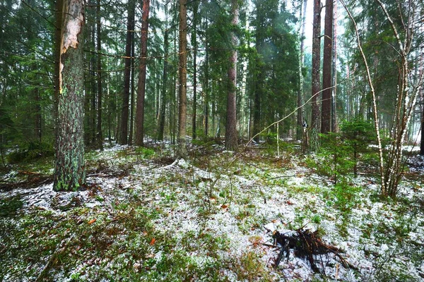 Caminho Através Floresta Perene Misteriosa Coberta Neve Pinheiro Abeto Abeto — Fotografia de Stock