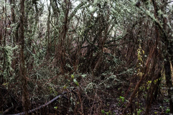 Scena Della Foresta Oscura Giornata Autunnale Piovosa Pinete Muschiate Betulle — Foto Stock