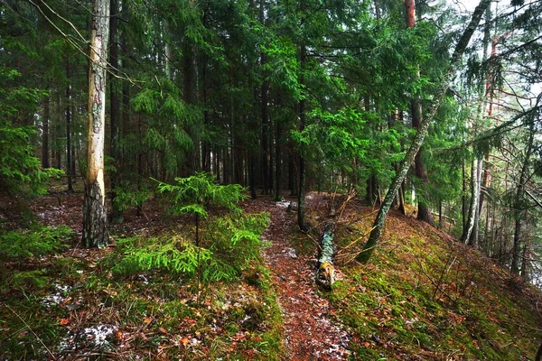 Camino Través Del Misterioso Bosque Siempreverde Pino Abeto Abetos Troncos —  Fotos de Stock