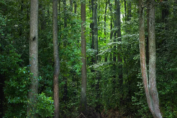 Kilátás Egy Zöld Mocsaras Erdőre Eső Után Nap Átsüt Fatörzsön — Stock Fotó