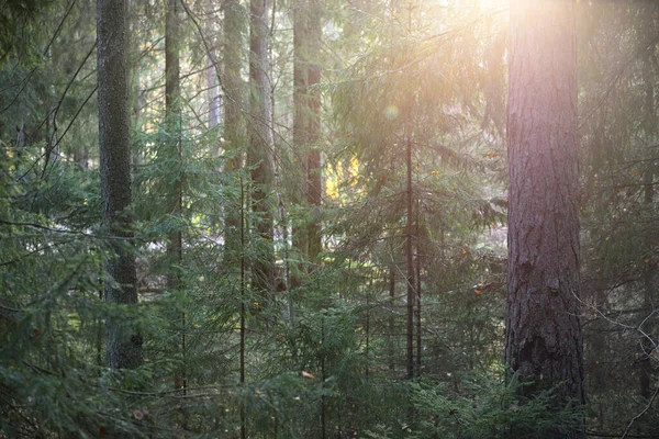 Höstlandskap Landet Mörk Skogsscen Mossig Furu Och Gran Träd Vid — Stockfoto