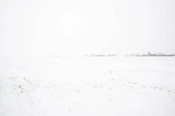 曇り空の冬の日 ラトビアを背景に森のある雪に覆われた田園風景 — ストック写真