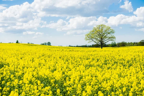 Spring country landscape. View of the flowering rapeseed field and forest in the background on a clear sunny day. Green tree close up. Latvia