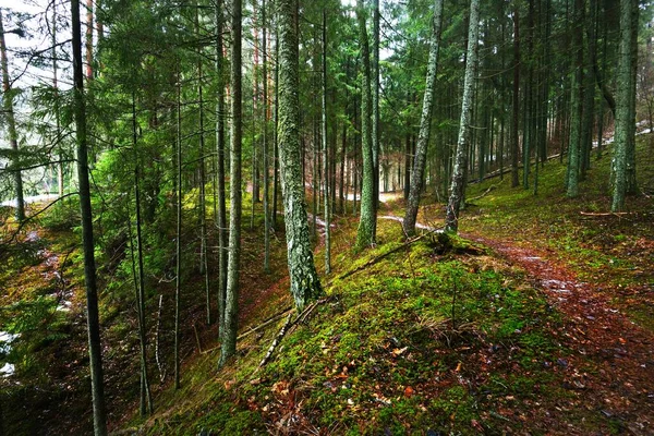 Camino Través Del Misterioso Bosque Siempreverde Pino Abeto Abetos Troncos —  Fotos de Stock