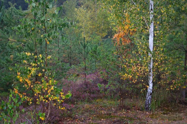 Skogsbotten Blommande Ljung Blommor Morgondimma Ung Gran Och Björk Träd — Stockfoto