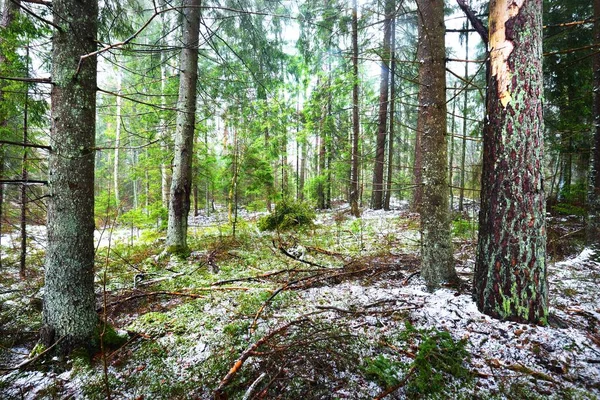 穿过白雪覆盖的神秘的常绿森林 原木特写 瑞典的自然 环境保护 黑暗的大气景观 — 图库照片