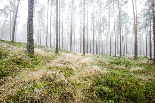 Krajobraz Lasu Poranna Mgła Wśród Sosen Pochmurny Zimowy Dzień Łotwa — Zdjęcie stockowe