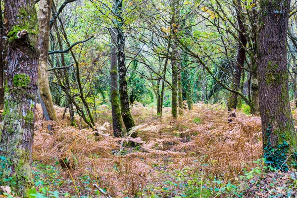 Herfst Boslandschap Met Mos Bedekte Bomen Varens Kleurrijke Bladeren Carnac — Stockfoto