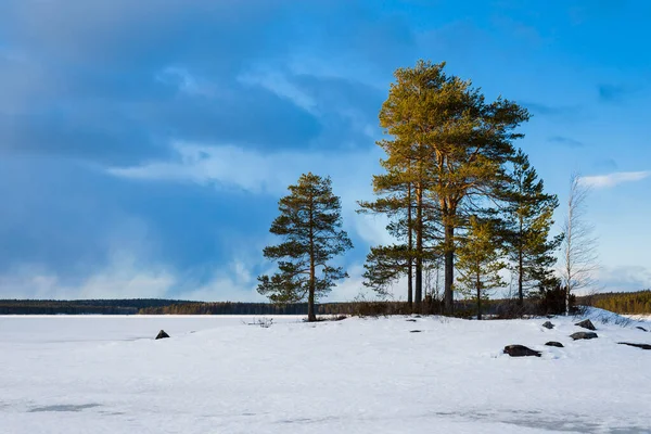 Dramatic Sky Snow Covered Frozen Kuito Lake Coniferous Forest Background — Stock Photo, Image