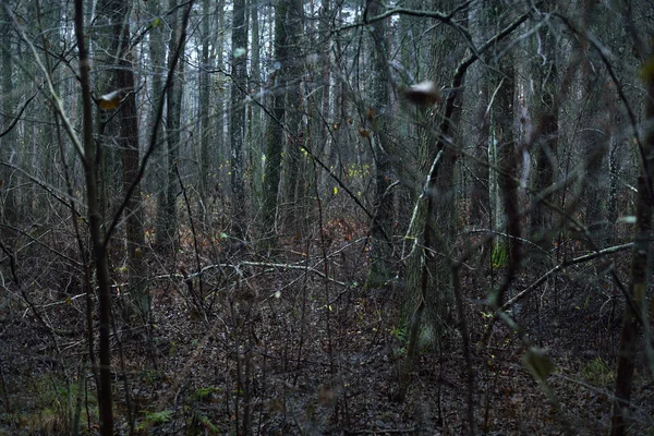 Temná Lesní Scéna Deštivý Podzimní Den Borovice Břízy Větve Barevné — Stock fotografie