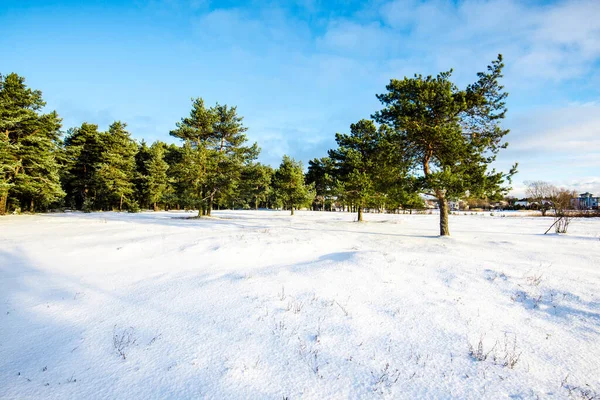 Widok Pokryte Śniegiem Pole Wiejskie Sosnowym Lasem Tle Jasny Słoneczny — Zdjęcie stockowe