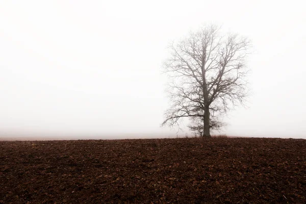 Landelijk Landschap Een Leeg Landbouwveld Een Sterke Ochtendmist Oude Eik — Stockfoto