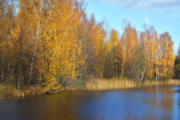 Φθινοπωρινό Τοπίο Ποταμός Του Δάσους Και Δέντρα Στο Βάθος Χρυσή — Φωτογραφία Αρχείου