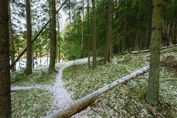 Camino Través Del Bosque Mixto Coníferas Cubierto Nieve Pinos Verdes — Foto de Stock