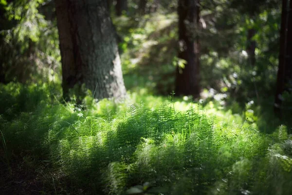 Verde Estate Foresta Scena Muschio Vecchi Alberi Pietre Felci Isola — Foto Stock