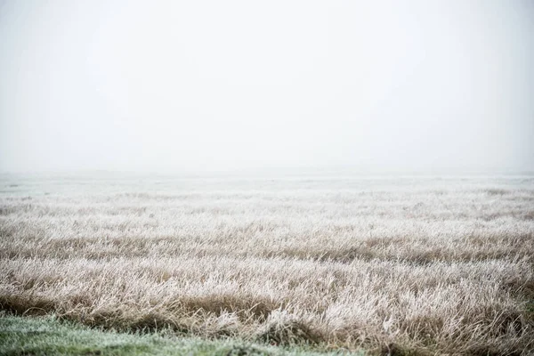 Kış Manzarası Puslu Bir Sabah Tarlası Çimlerin Üzerinde Don Kar — Stok fotoğraf