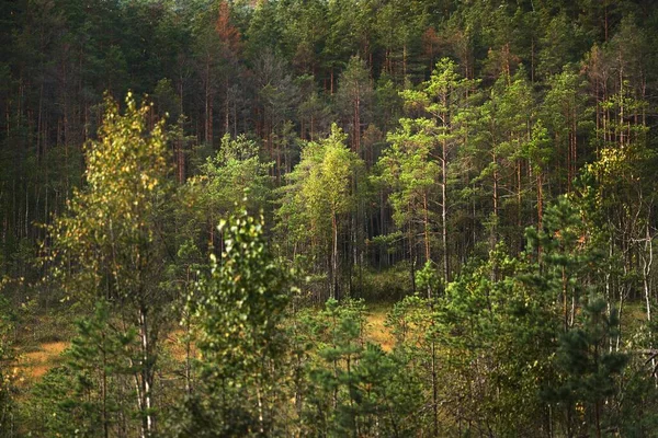 Молодая Ель Сосена Крупным Планом Вечнозеленый Хвойный Лес Заднем Плане — стоковое фото
