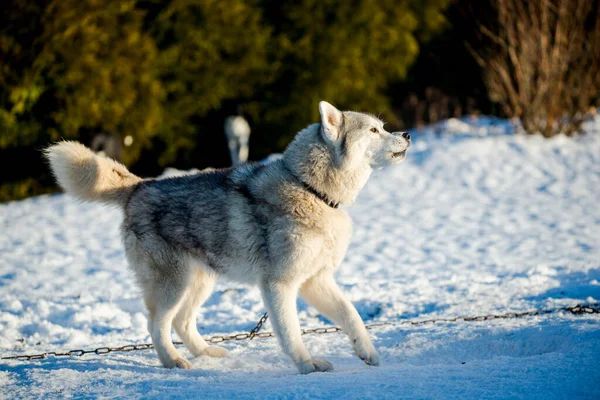 Husky Marche Joue Dans Neige Par Une Journée Hiver Ensoleillée — Photo