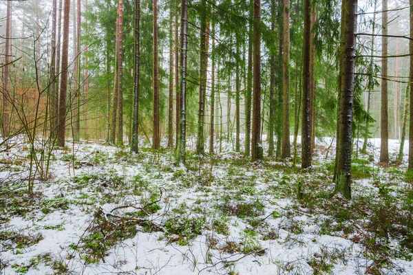 Winterlandschap Witte Mist Het Bos Dennenbomen Puur Ochtendlicht Zweden — Stockfoto