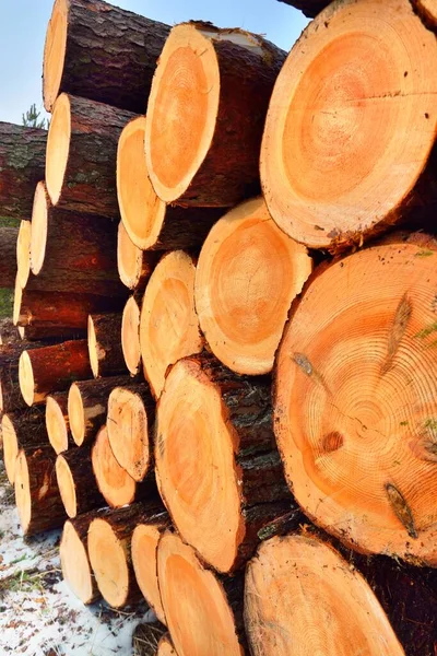 Leña Recién Hecha Bosque Cerca Patrón Madera Textura Fondo Recurso — Foto de Stock