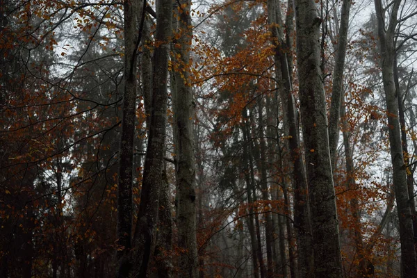 Nevoeiro Manhã Cena Floresta Escura Faia Árvores Folhas Coloridas Close — Fotografia de Stock