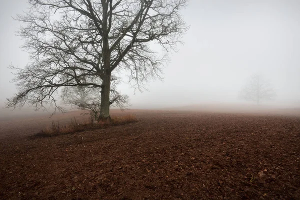 Country Landscape Empty Agricultural Field Strong Morning Fog Old Oak — Stock Photo, Image