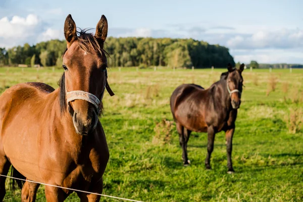 View Farm Clear Autumn Day Brown Black Horses Close Latvia — Stock Photo, Image