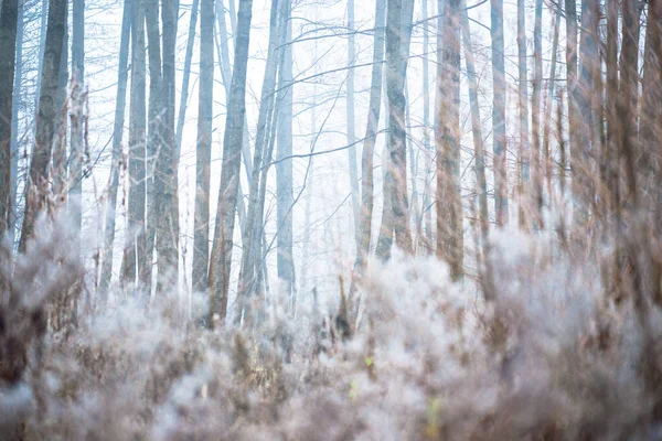 Χειμερινό Τοπίο Misty Πεδίο Πρωί Παγετός Και Χιόνι Στο Γρασίδι — Φωτογραφία Αρχείου