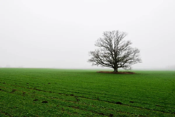 Paesaggio Rurale Campo Agricolo Verde Vuoto Una Forte Nebbia Mattutina — Foto Stock