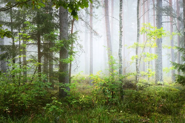 Kiefern Und Tannen Morgennebel Dunkle Waldszene Kemeri Lettland — Stockfoto