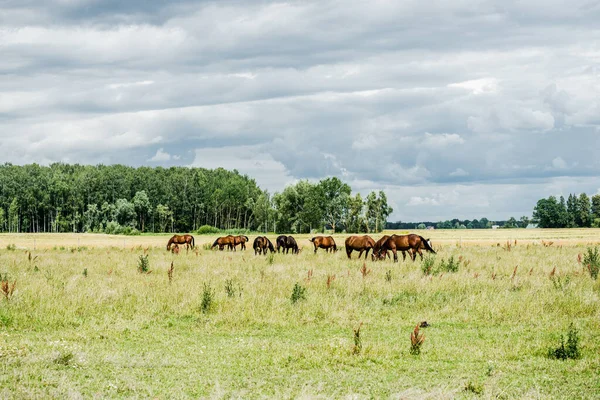 Zomer Landschap Paarden Een Groen Veld Een Bewolkte Dag Bos — Stockfoto