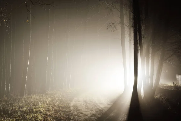 Dark Forest Scene Light Rays Silhouettes Pine Birch Trees Night — Stock Photo, Image