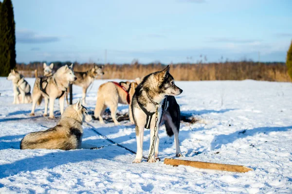 Husky Wandelen Spelen Sneeuw Een Heldere Zonnige Winterdag Lapland Finland — Stockfoto