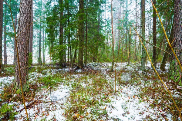 Winterlandschap Witte Mist Het Besneeuwde Bos Dennenbomen Puur Ochtendlicht Zweden — Stockfoto