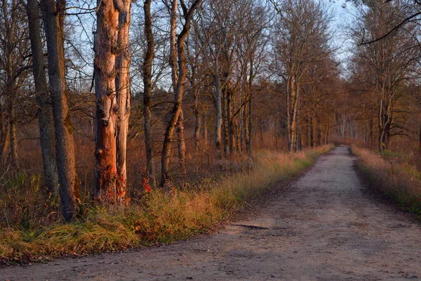 Podzimní Krajina Špinavá Cesta Lesa Borovice Břízy Pozadí Teplé Večerní — Stock fotografie