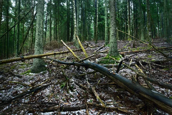 눈덮인 언덕을 지나는 Evergreen Pine Spruce Fir Tree Log 클로즈업 — 스톡 사진