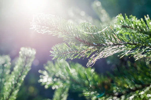 Spruce Branches Dew Drops Close Young Coniferous Forest Sunrise Pure — Stock Photo, Image