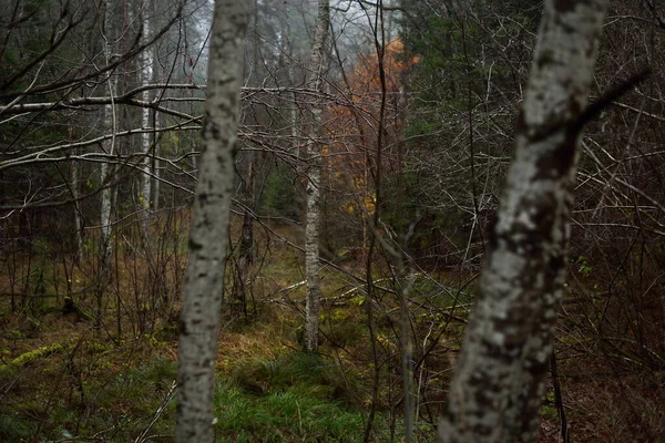 Morgondimman Mörk Skogsscen Bokträd Och Färgglada Blad Närbild Tyskland — Stockfoto