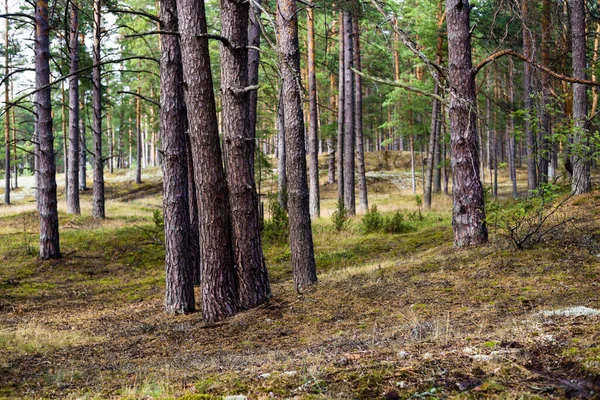 Сосновый Лес После Дождя Деревья Мох Папоротник Крупным Планом Летний — стоковое фото
