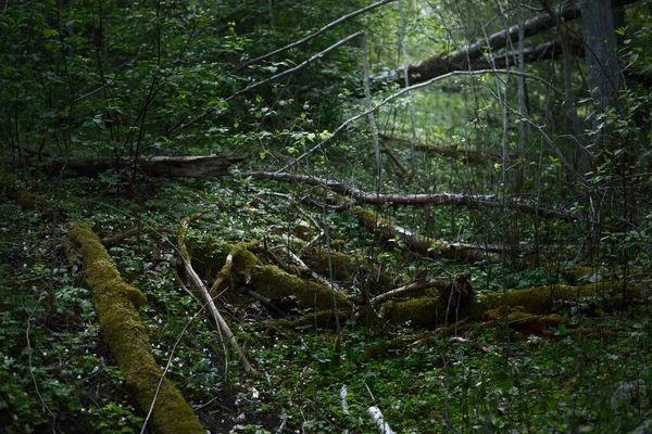 Karanlık orman sahnesi. Yeşil ağaçlar ve yosunlu dallar kapanıyor