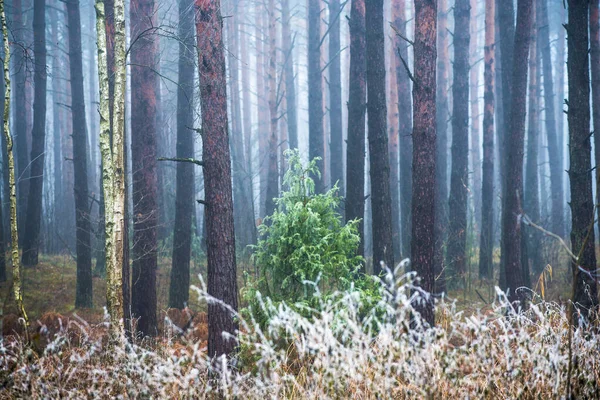 森の風景 曇りの冬の日の朝の霧 ラトビア — ストック写真