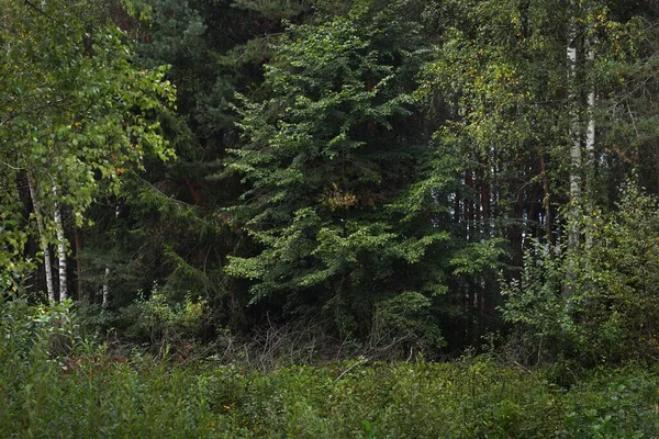 Yeşil Huş Ağaçları Yakın Plan Karanlık Orman Sahnesi Letonya — Stok fotoğraf