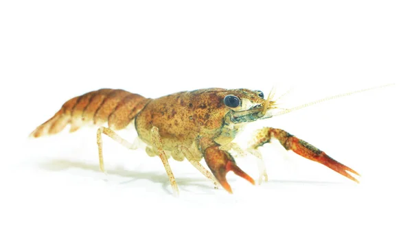 Lagostim Jovem Nobre Astacus Astacus Lagostins Vivos Grandes Isolados Sobre — Fotografia de Stock