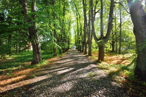 Paesaggio Estivo Vicolo Attraverso Alti Alberi Verdi Parco Cittadino Brillante — Foto Stock