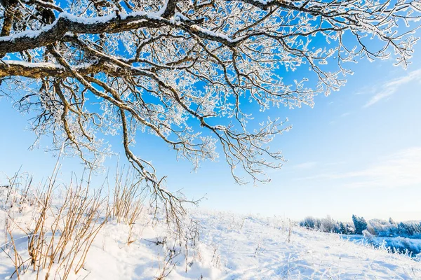 Quercia Vecchia Coperta Neve Sulla Collina Una Giornata Invernale Soleggiata — Foto Stock