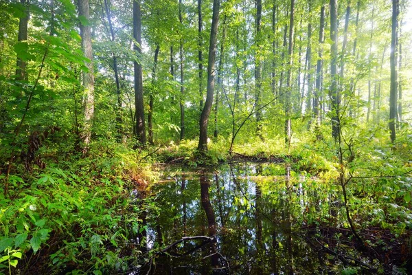 Una Vista Verde Bosque Pantanoso Después Lluvia Rayos Sol Través — Foto de Stock