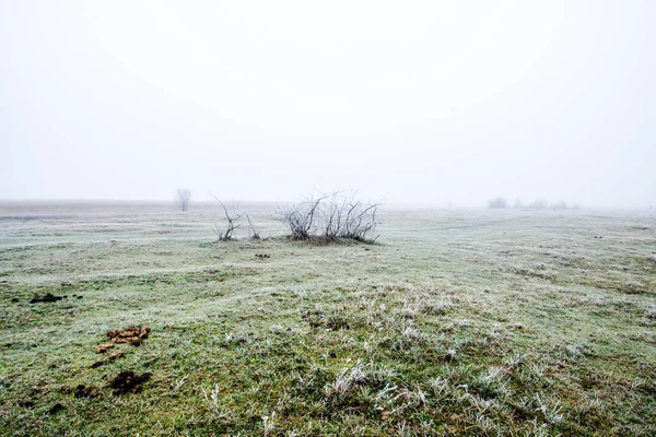 Χειμερινό Τοπίο Misty Πεδίο Πρωί Παγετός Και Χιόνι Στο Γρασίδι — Φωτογραφία Αρχείου