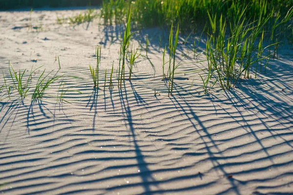 Sand Green Grass Texture Close Coast Baltic Sea Ruhnu Island — Stock Photo, Image