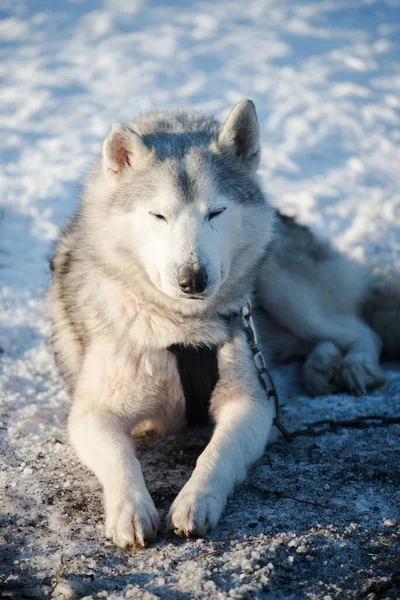 Husky Chůzi Hraní Sněhu Jasného Slunečného Zimního Dne Laponsko Finsko — Stock fotografie