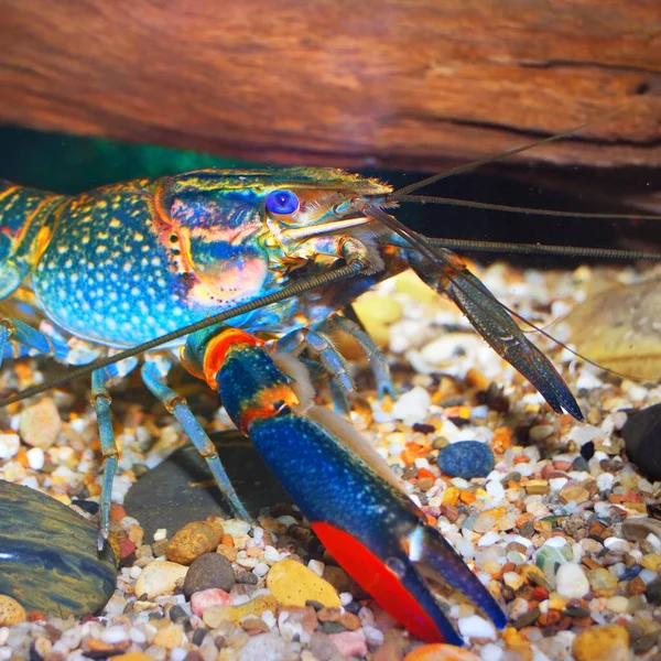 Colorido Cangrejo Río Azul Australiano Cherax Quadricarinatus Acuario —  Fotos de Stock